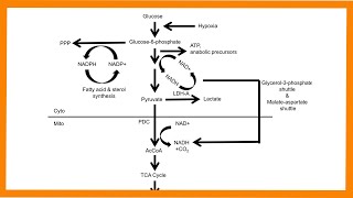 Glycolysis [upl. by Delanty953]