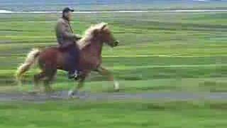 Super Tölt on an Icelandic Horse [upl. by Aia]