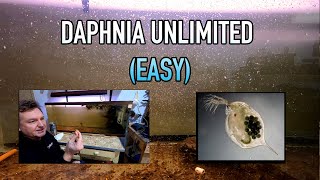 How I Raise Daphnia Water Fleas And You Can Too [upl. by Ecnadnac]