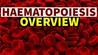 Hematology  Erythropoiesis Lifespan amp Destruction Part 2 [upl. by Primaveras917]