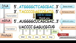 Difference between Sense Strand and Antisense Strand of DNA  Coding Strand vs Non coding Strand [upl. by Freddy]