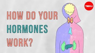 How do your hormones work  Emma Bryce [upl. by Mario59]