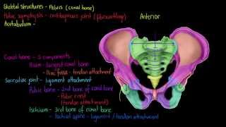 Skeletal Structures The Pelvis [upl. by Urina693]