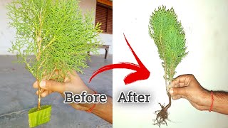 How To Grow Thuja Plant help with Aloevera  Morpankhi plant from cutting [upl. by Regen]