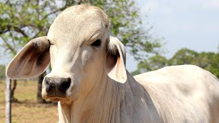 REAL COW VIDEOS REAL COW SOUNDS  Cow Video [upl. by Nahsed]