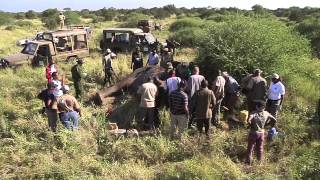 IFAW Tracking Elephants in Amboseli National Park Kenya with Satellite Collars [upl. by Shirl832]