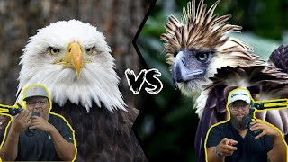 Americans React to Philippines Eagle vs Bald Eagle [upl. by Abisia]