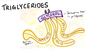 Structure of glycerol fatty acids and triglycerides  Lesson 9 part 2 of 2 [upl. by Aicinet]