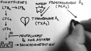 Arachidonic Acid amp Eicosanoids [upl. by Gannes]