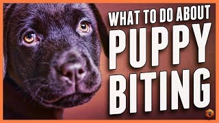 Puppy Biting Learn Bite Inhibition Training [upl. by Edholm]