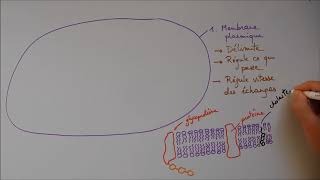 Structure cellulaire 1  Membrane noyau appareil de Golgi [upl. by Maurine]