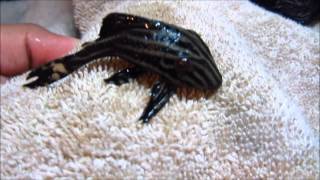 Pleco Care amp Info Hypostomus Plecostomus [upl. by Manus]