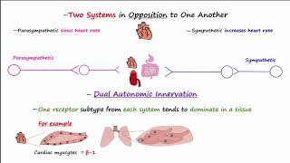 Autonomic Nervous System [upl. by Wesley248]