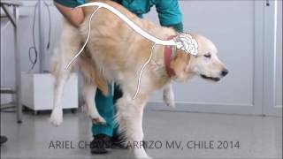 Examen Neurológico Canino Parte 3 Evaluación de las Reacciones o Pruebas Posturales [upl. by Airual]