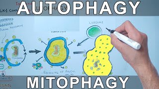 Autophagy Mechanism  Mitophagy [upl. by Zippora]