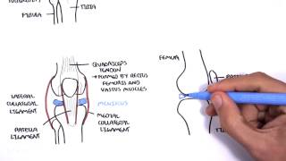 Clinical Anatomy  Knee [upl. by Ettesyl465]