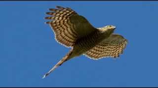 Sparrowhawk Bird Call Bird Song [upl. by Judith]