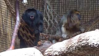 Howler Monkeys Howling at Zoo [upl. by Kcirnek591]