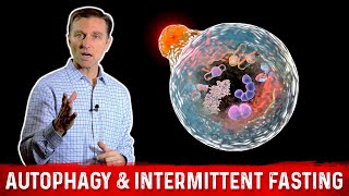 Autophagy amp Intermittent Fasting – Activate Garbage Recycling amp Cell Regeneration – Dr Berg [upl. by Bywoods]