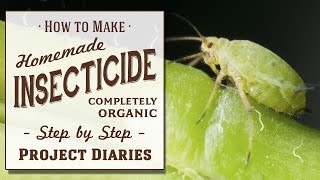 ★ How to Make Homemade Insecticide Complete Step by Step Guide to Killing Garden Pests amp Insects [upl. by Rraval172]