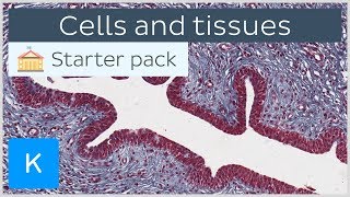 Cells and tissues types and characteristics  Human histology  Kenhub [upl. by Kampmann781]