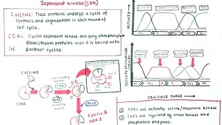 Control of Hormone Release  Endocrine System [upl. by Nisa273]