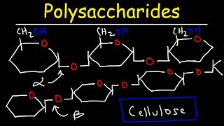 Polysaccharides  Starch Amylose Amylopectin Glycogen amp Cellulose  Carbohydrates [upl. by Malas]