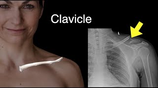 Clavicle [upl. by Stefa]