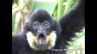 Gibbon Call [upl. by Drain]