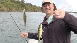 Perch Fishing Tips Using Cut Bait Alternative to Using Minnows [upl. by Terencio538]