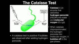 Microbiology Catalase Test [upl. by Bibby]