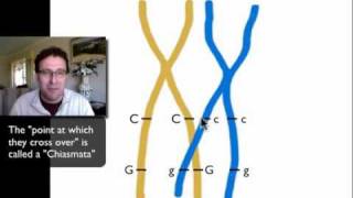 Dihybrid Crosses and Linked Genesmov [upl. by North632]