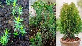 Thuja Tree Growing From Seed Easiest Method  Morpankhi Plant [upl. by Disario]