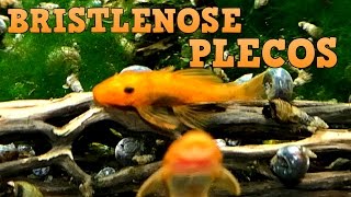 Bristlenose Plecos Keeping Feeding Breeding [upl. by Epperson]