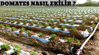 Domates ekimi nasıl yapılır Domates yetiştiriciliği püf noktaları Mersin tarsus heleke köyü [upl. by Nohsyt]