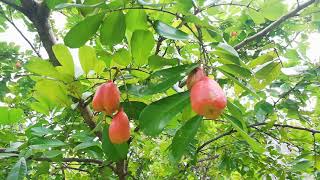 Ackee Aki Tree Blighia sapida [upl. by Halivah]