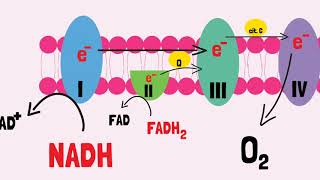 Cadeia Transportadora de Elétrons [upl. by Castera578]