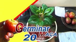 Como Plantar Maça Germina mais Rapido 20 DIAS [upl. by Negiam]