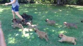 15 Irish Wolfhound puppies mob owner [upl. by Ahseela539]