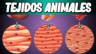 TEJIDOS ANIMALES Biología desde Cero [upl. by Giaimo554]