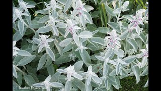 Choose the Right Lambs Ear  Here She Grows [upl. by Gable]