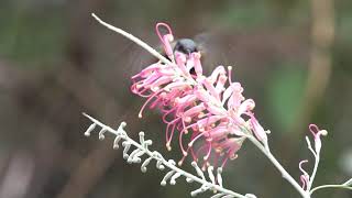 Hovering Honeyeaters  Australian Hummingbirds [upl. by Schnabel935]