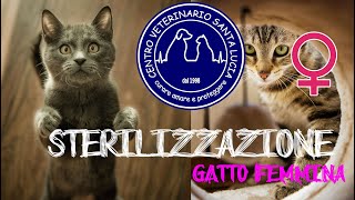 45  Sterilizzazione gatto femmina ecco cosa devi sapere prima di sterilizzare la tua gattina [upl. by Airyk]