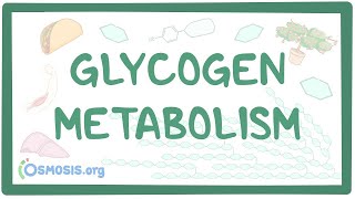 Glycogen metabolism [upl. by Ehc]