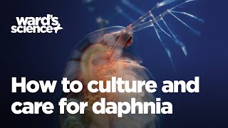 Caring and Culturing for Daphnia [upl. by Armyn]