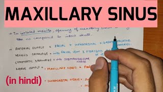 Paranasal Sinuses  2  Maxillary Sinus [upl. by Korenblat521]