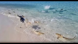 SHARKS ATTACK FEEDING FRENZY IN THE MALDIVES [upl. by Helprin]