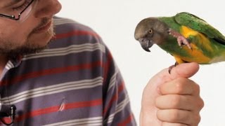 How to Teach Your Parrot to Talk  Parrot Training [upl. by Kcirdlek]