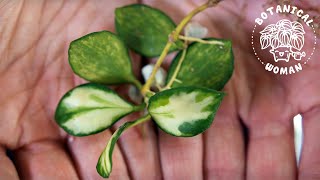 The BEST Method to Propagate Hoya Cuttings [upl. by Vasti]