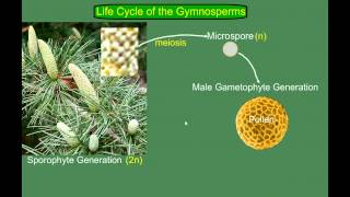 Gymnosperm Pine Life Cycle [upl. by Airamak662]